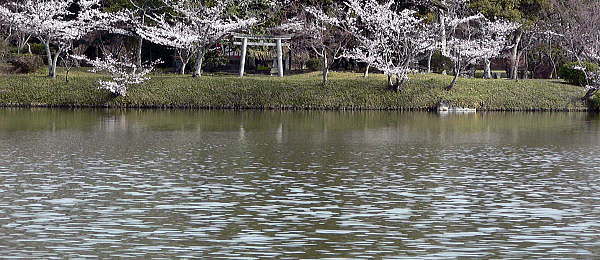 大沢池南岸から天神島を望む・2006年春撮影