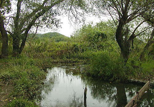 広沢池西岸湿地