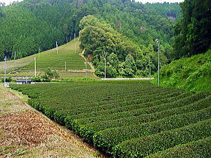 湯船地区の茶畑