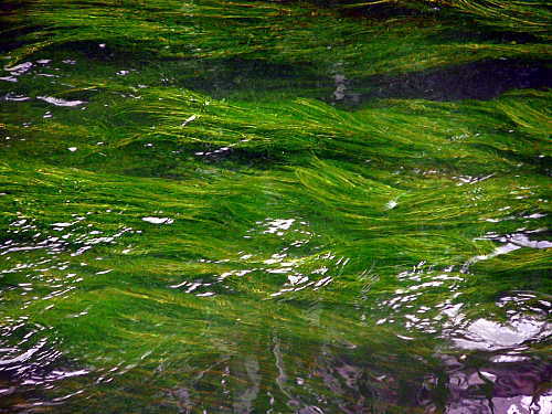 川藻